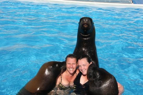 Swim With Sea Lions