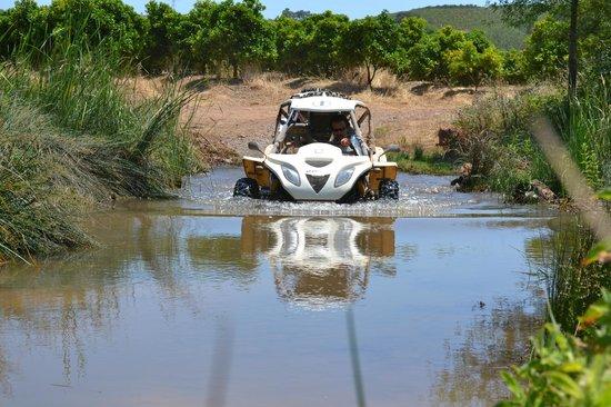 Bulldog Buggies