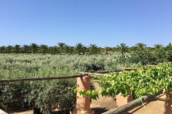 Monterosa Olive Oil Farm