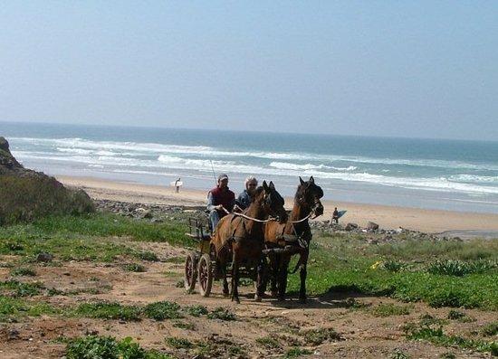 New Forest Lodge Horse Drawn Carriage Tours