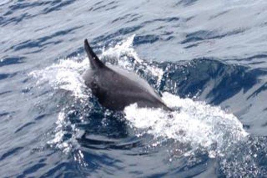 Seafaris Portimao