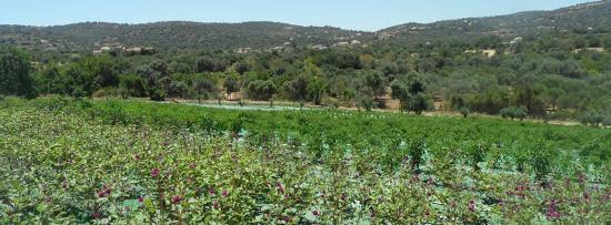 Dias de Aromas